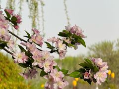 -洛阳市隋唐城遗址植物园