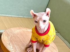 -MOCHA明星猫咖(田子坊店)