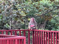 -姑婆山旅游区