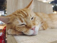 -藏猫猫咖啡主题馆(中央大道店)