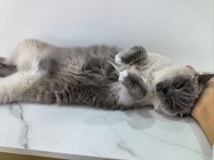 -鼓捣猫呢主题猫咖店