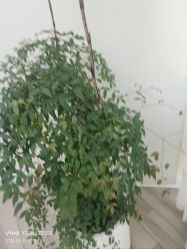 -HEYAN荷妍专业脱毛连锁机构