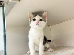 -lincat·猫舍(广州店)