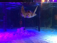 -暹罗海洋世界