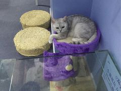 -喵的天空名猫咖啡馆·撸猫·猫舍·用品