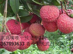 香山鸡嘴荔枝-香山鸡嘴荔枝