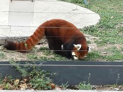 android_upload_pic-哈尔滨北方森林动物园