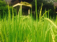 -四季酒店下午茶