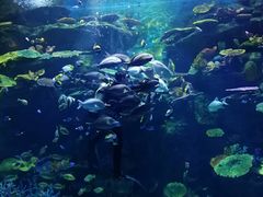 -暹罗海洋世界