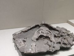 -安徽省地质博物馆