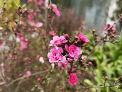 -西北湖绿化广场