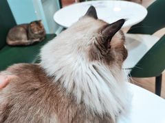 -安格丽娜·狗咖·猫咖羊驼咖(春熙路百盛商场店)