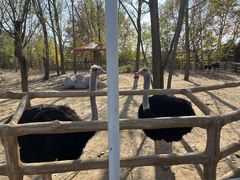 -大连森林动物园