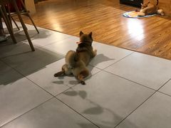 -柴务处·柴犬主题狗咖