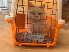 -喵百万·布偶·蓝金金渐层英短·猫舍(百子湾店)