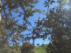 -怀托摩萤火虫洞