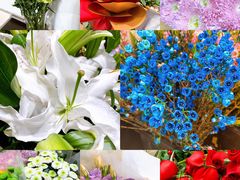 -沪花拾者(好再来花卉鲜花店)