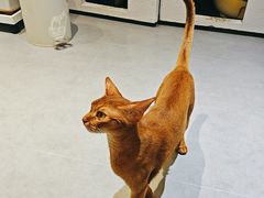 -琪喵猫屋·撸猫猫咖·猫舍