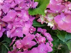 -双季花艺园艺市场(浦东店)