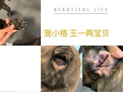 -宠小格时尚宠物生活馆(唐镇店)