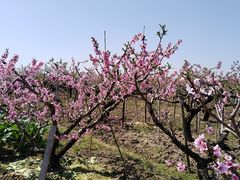 -南汇桃花村