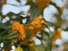 -得意楼蒸菜馆