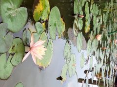 iphone_upload_pic-陈家山荷花公园