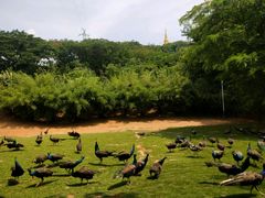 -西双版纳勐泐文化旅游区