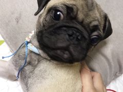 -翊宠yipet猫狗购宠庄园犬舍•猫舍