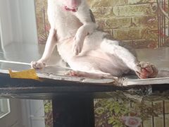 -猫小院猫主题咖啡厅(北锣店)