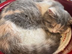 -平行世界·猫咖(首经贸店)