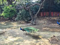 -广州长隆飞鸟乐园