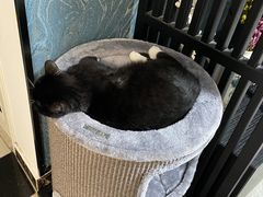 -中农国际动物医院24小时·猫科·骨科·急重症中心