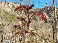-北京上方山国家森林公园