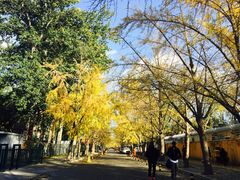 -三里屯东五街银杏大道