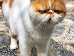 -喵屿·大理花园猫咖