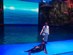 -芜湖新华联大白鲸海洋公园