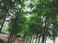 -梁鸿国家湿地公园