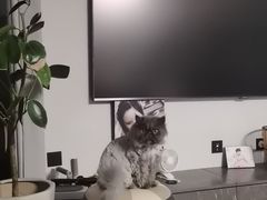 -艾贝尔宠物医院 ·内科全科(梁溪路店)