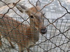 -长白岛森林公园