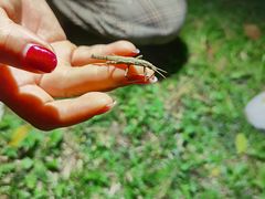 -中国科学院西双版纳热带植物园