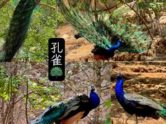 -青藏高原野生动物园