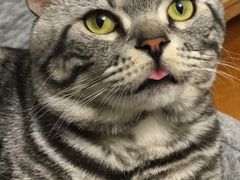 -纳吉亚猫专科动物诊疗中心(蒋宅口分院)