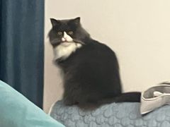 -萌兽医馆·宠物医院·猫骨科(创景店)