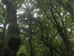 -普陀山慧济禅寺