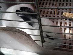 中间的兔兔-锦尚阁烤鱼•天津菜(宣武门胡同店)