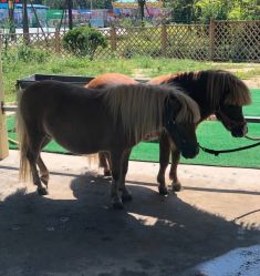 -萌宠亲子动物乐园(槐房万达店)