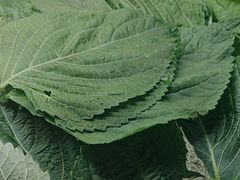 -鼎香缘海鲜自助火锅烤肉(锦辉购物广场店)