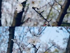 -东湖磨山景区