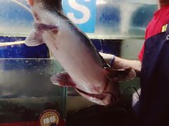 -鱼酷活鱼烤鱼(沈阳大悦城店)